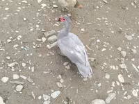 Ducks — photo 1