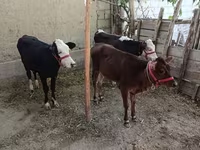 Cattle (batch, sex not specified), Kazakh White-headed cow — photo 1