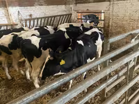 Krava, Russian Black pied cattle — fotografija 8