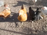Chickens — zdjęcie 4