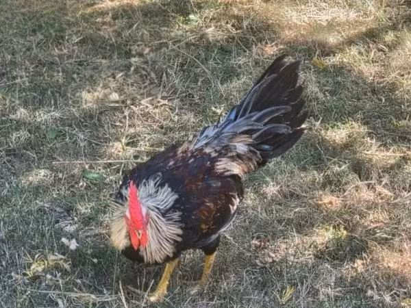 Chickens — Hongrie