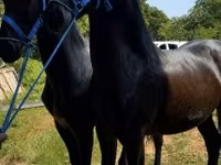 公马, Friesian — 照片 5