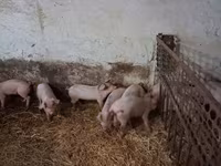 Locha, Świnie — zdjęcie 1