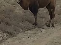 Ženka deve, Kazakh Bactrian camel — fotografija 2