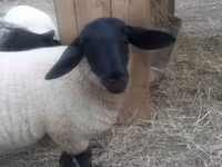 Ovan, White Suffolk sheep — fotografija 6
