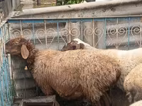 雌羊, 羊 — 写真 3