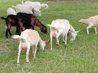 Коза, Saanen goat — фото 1