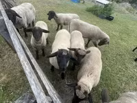 Widder, White Suffolk sheep — Foto 3