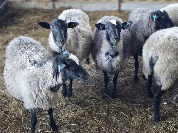 Ovan, Romanov sheep