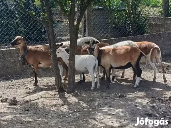 Widder, Cameroon sheep
