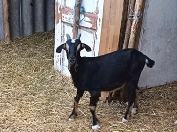 公山羊, Alpine goat