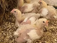 Chickens — zdjęcie 1