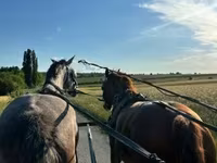 Kobyła, Dutch warmblood horse — zdjęcie 1