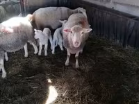 母羊, Sheep — 照片 5