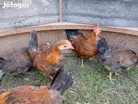 Chickens — foto 6