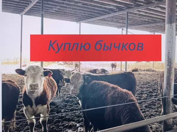 Бұқа, Swiss cattle