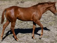 雌馬, Quarter Horse — 写真 7