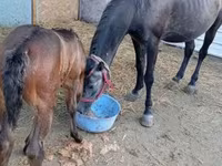 母马, Horses — 照片 2