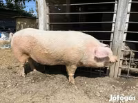 خنزير ذكر, Крупная белая — الصورة 3