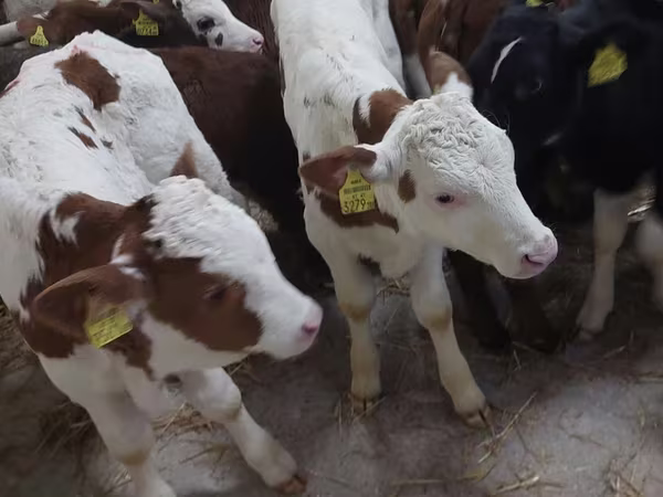 Bik, Simmental cattle