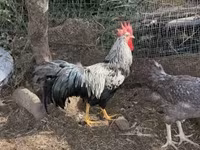 Chickens — foto 4