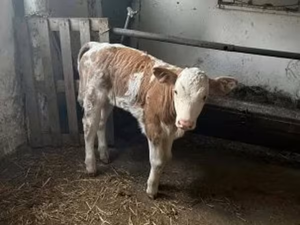 Byk, Simmental cattle