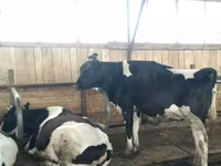 Vaca, Swiss cattle — foto 2