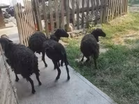 Ovelha, Ouessant sheep — foto 2