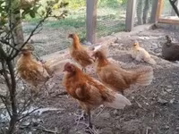 Chickens — 写真 3