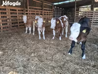सांड, Simmental cattle — फ़ोटो 6