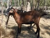बकरी, Nubian Goat — फ़ोटो 1