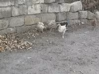 Chickens — fotografija 2