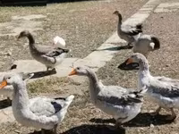 Geese — zdjęcie 2