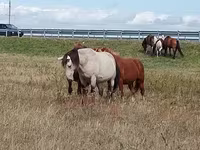 Pastuv, Коњи — fotografija 3
