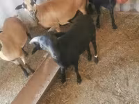 Billy Goat, Goats — photo 4