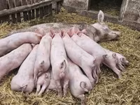 母猪, Крупная белая — 照片 2