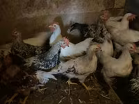 Chickens — Foto 1