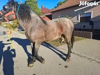 Caballo, Caballos — foto 1