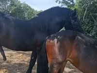 Kobyła, Friesian — zdjęcie 1