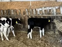 Bulle, Russian Black pied cattle — Foto 6