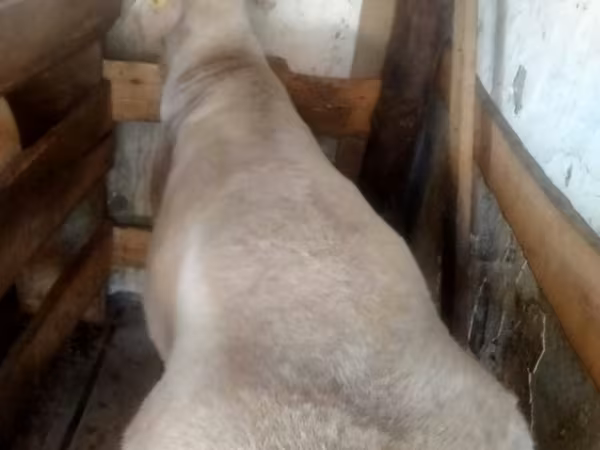 Қошқар, Arashan sheep