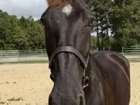 Kobila, Percheron — fotografija 3