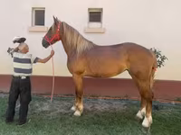 Égua, Friesian — foto 1