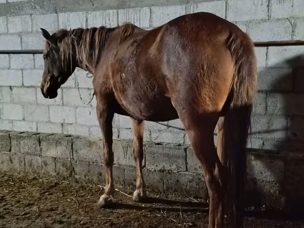 雌馬, 馬