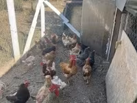 Chickens — zdjęcie 3