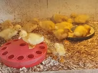 Chickens — 照片 6