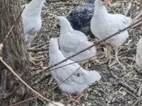 Chickens — 照片 1