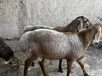 Baran, Owce — zdjęcie 5