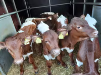 雄牛, Simmental cattle — 写真 2