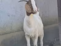Ешкілер (топ, жынысы көрсетілмеген), Boer goat — 1-сурет